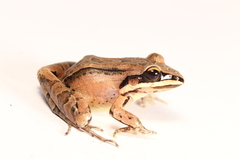 Leptodactylus didymus