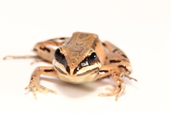 Leptodactylus didymus