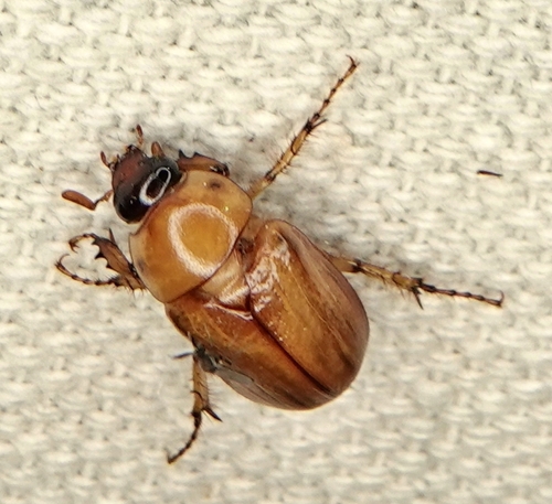 Southwestern Masked Chafer photo 5