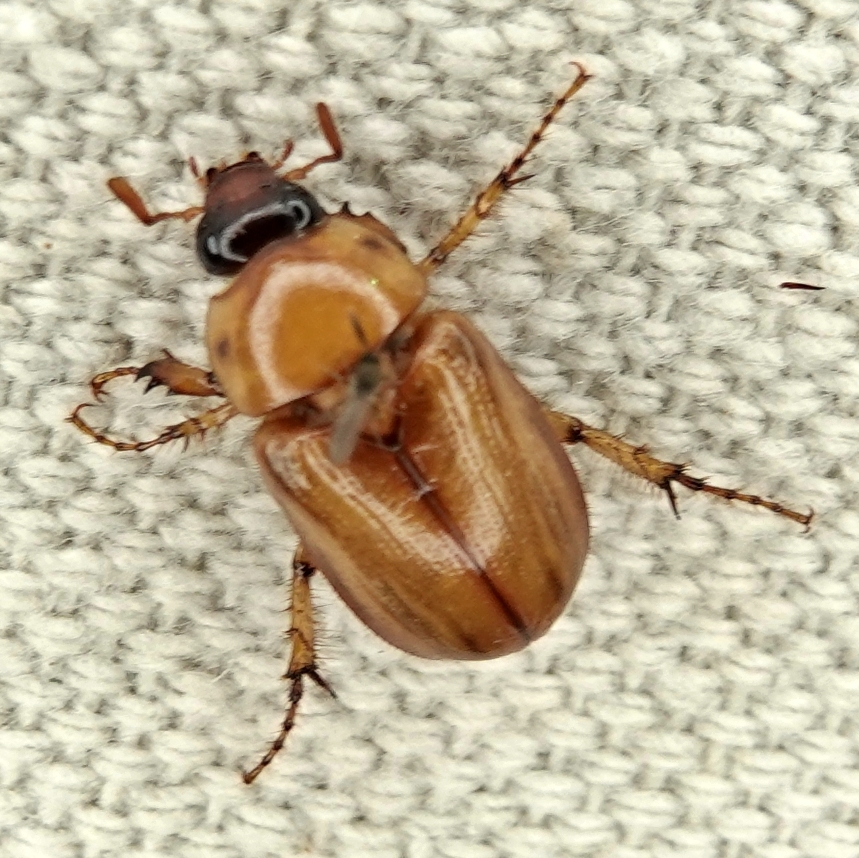 Southwestern Masked Chafer