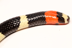 Micrurus lemniscatus