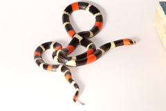 Micrurus lemniscatus