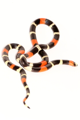 Micrurus lemniscatus