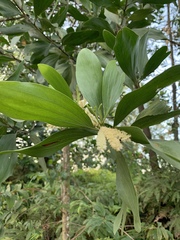 Juliflorae