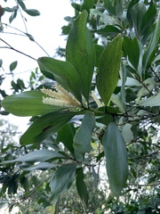 Juliflorae