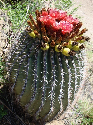 Emory's barrel cactus