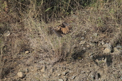 Bubo bengalensis
