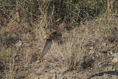 Bubo bengalensis