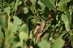 Austracris guttulosa