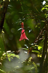 Philesia magellanica