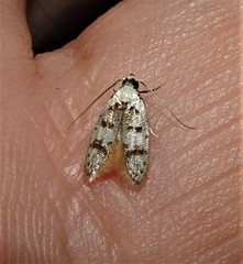 Scatochresis innumera