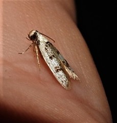 Scatochresis innumera