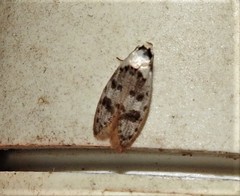 Scatochresis innumera