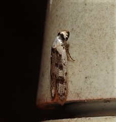 Scatochresis innumera