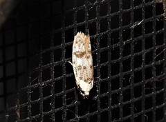 Scatochresis innumera
