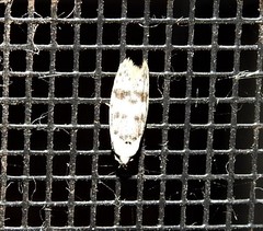 Scatochresis innumera