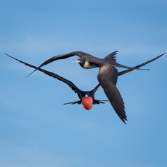 Fregata magnificens rothschildi