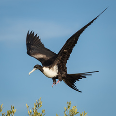 Fregata magnificens rothschildi