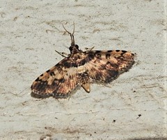 Nacoleia amphicedalis