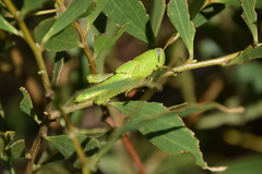 Austracris guttulosa