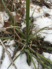 Carex blanda