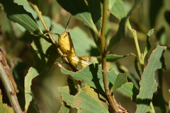 Austracris guttulosa