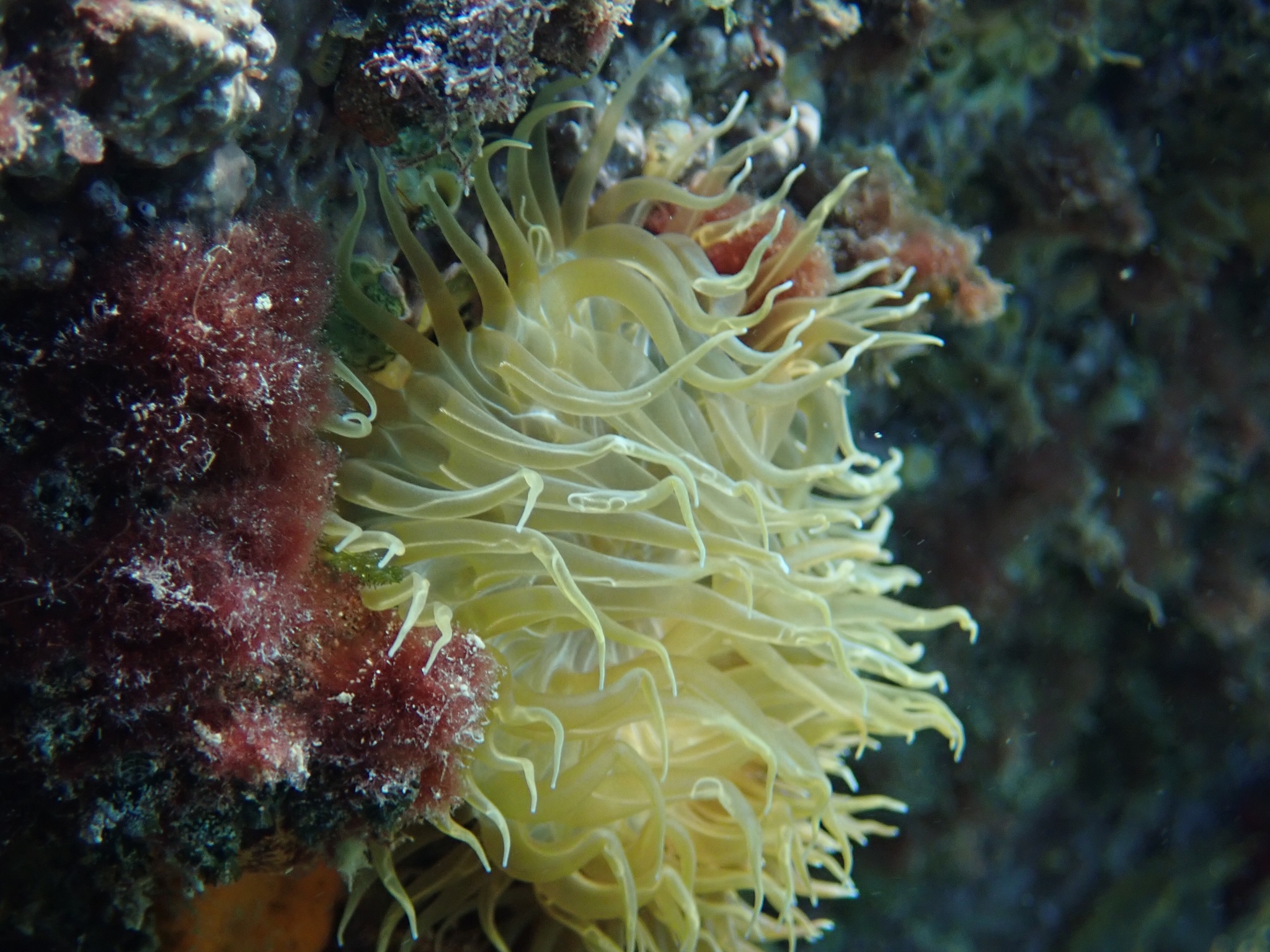 Aiptasia mutabilis