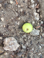 Hippomane mancinella