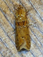 Ancylosis undulatella