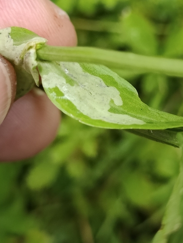 Phytomyza centaurii