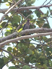 Patagioenas squamosa