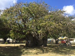 Adansonia digitata