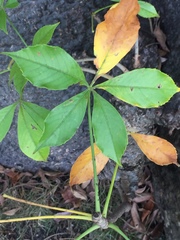 Adansonia digitata