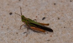 Froggattina australis