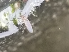 Culex quinquefasciatus