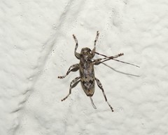 Graphisurus despectus