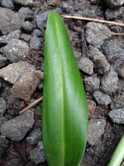Stenospermation angustifolium