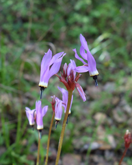 Dodecatheon