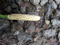 Stenospermation angustifolium