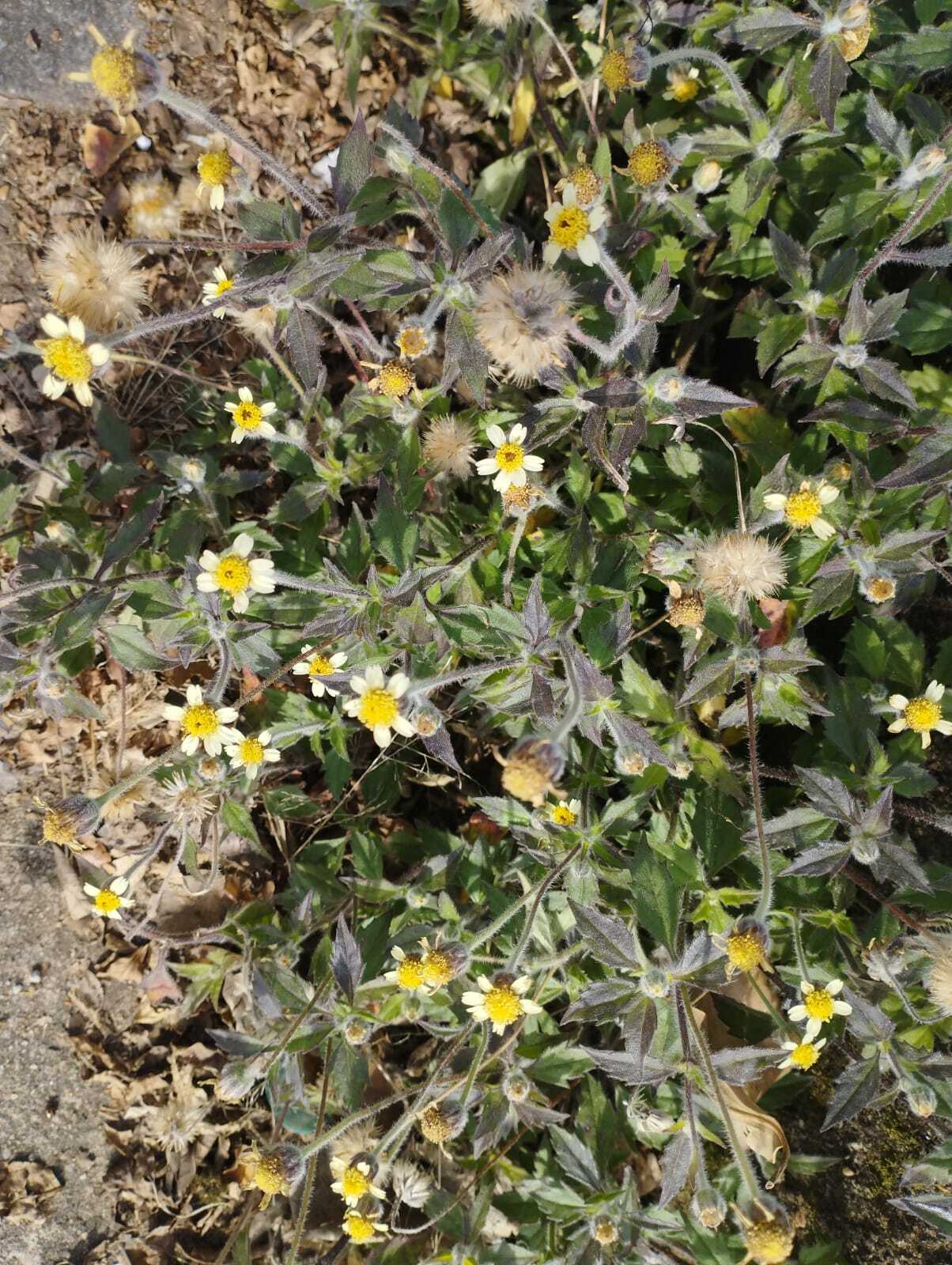 Tridax procumbens