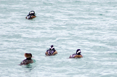 Lophodytes cucullatus