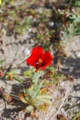 Glaucium corniculatum