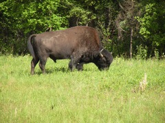 Bison bison athabascae