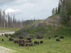 Bison bison athabascae