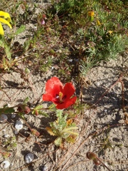 Glaucium corniculatum