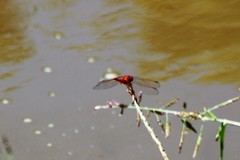 Trithemis arteriosa