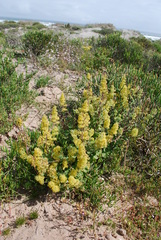 Manulea thyrsiflora
