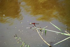 Trithemis arteriosa