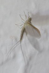 Callibaetis pretiosus