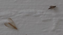 Callibaetis pretiosus